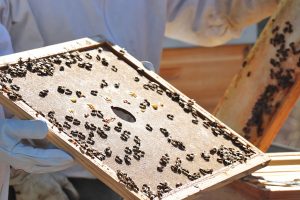 apibet-abejas-apicultura-betalia